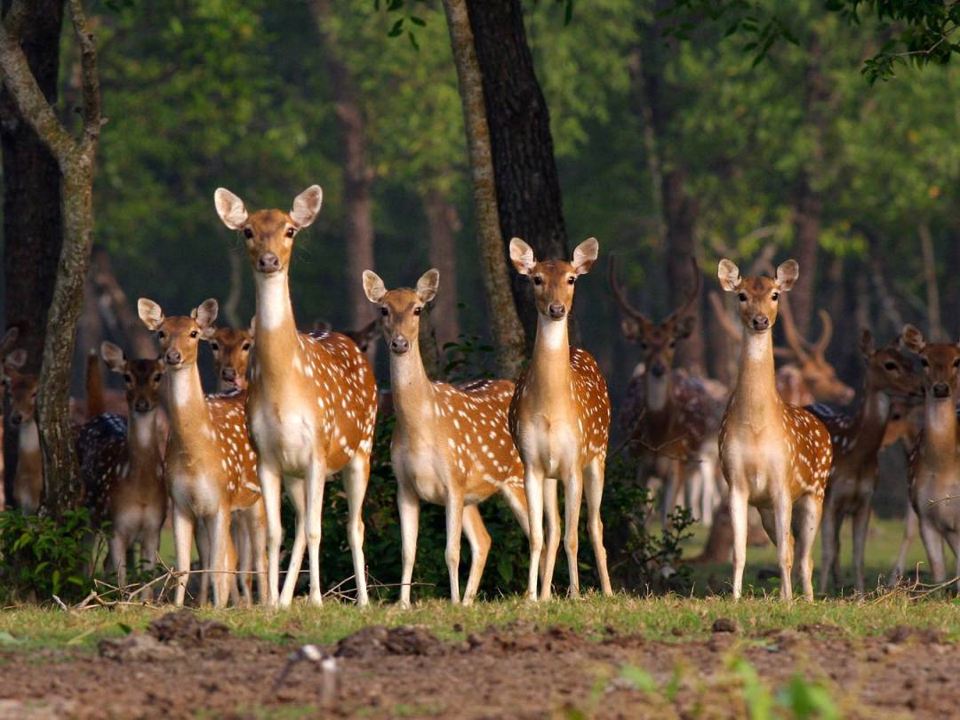 আমার দেখা নিঝুম দ্বীপ