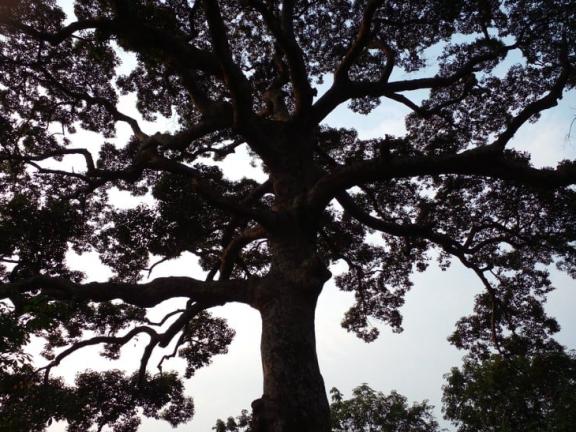 রামুর গহীন জঙ্গলে