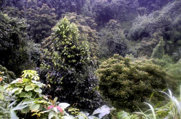 খাদিম নগর