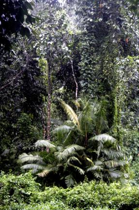 খাদিম নগর