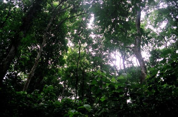 লাউয়াছড়া