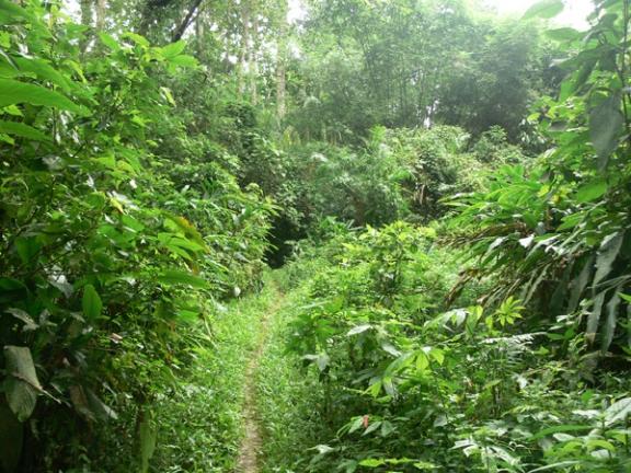 লাউয়াছড়া