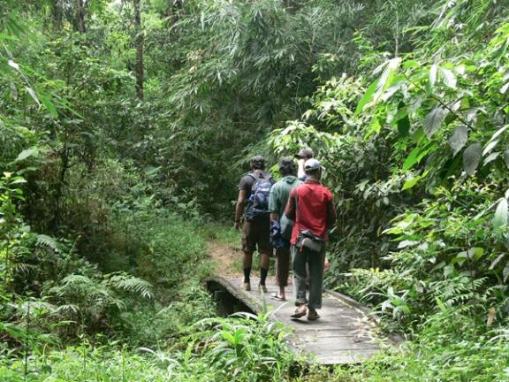 লাউয়াছড়া