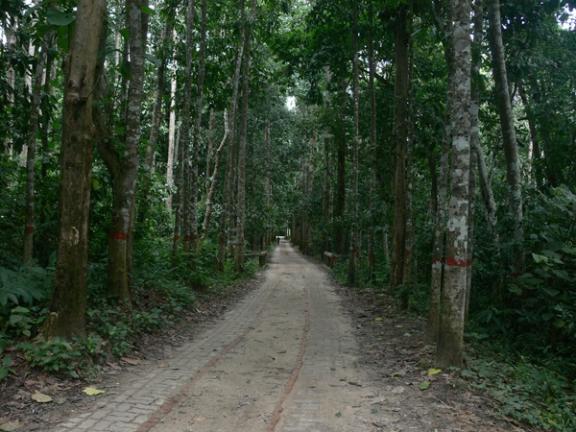 লাউয়াছড়া