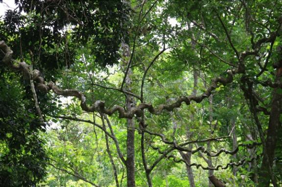 রেমা কালিঙ্গা