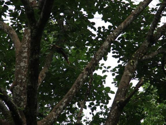 রেমা কালিঙ্গা