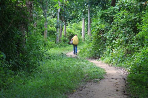 রেমা কালিঙ্গা