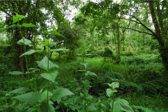 রেমা কালিঙ্গা