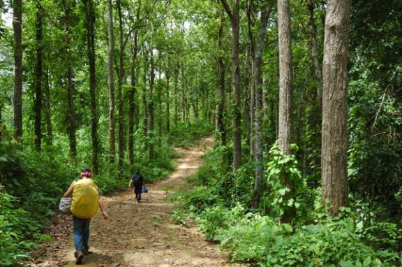 রেমা কালিঙ্গা