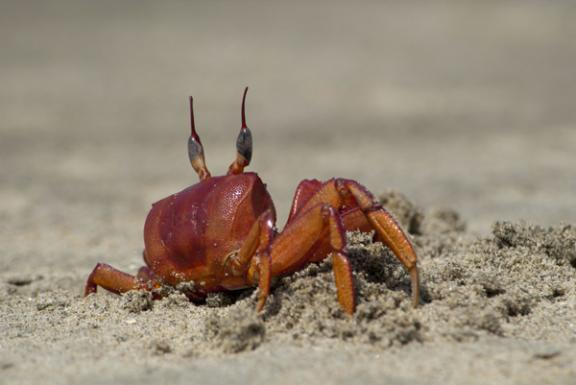 সোনাদিয়া দ্বীপ