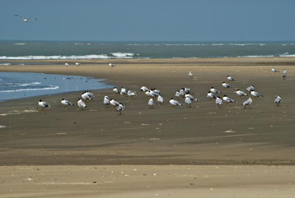 সোনাদিয়া দ্বীপ