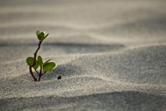 সোনাদিয়া দ্বীপ