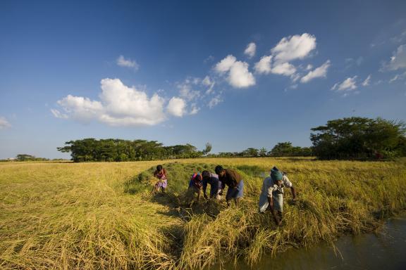 আমার দেখা নিঝুম দ্বীপ