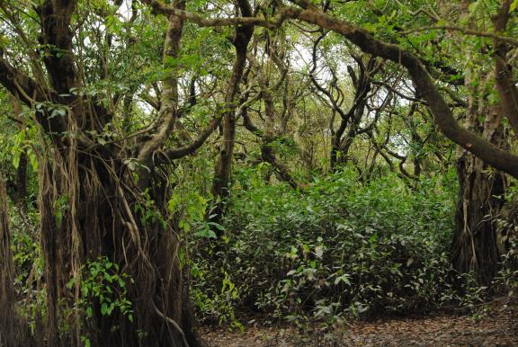 রাতারগুল টু চিকনাগুলি