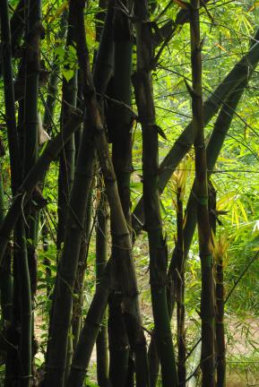 রাতারগুল টু চিকনাগুলি