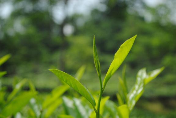 রাতারগুল টু চিকনাগুলি