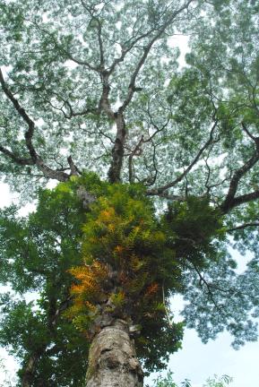 রাতারগুল টু চিকনাগুলি