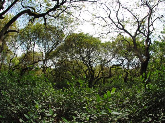 রাতারগুল টু চিকনাগুলি