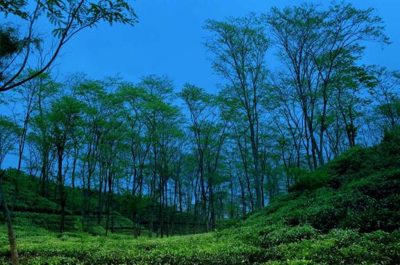 হরিণছড়ায় নিরালা